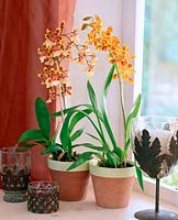 Vuylstekeara - orchid