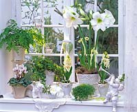 White Winter window with Hippeastrum ( white Amaryllis ), hyacinth