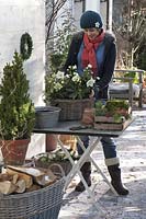 Woman planted basket case with hellebores