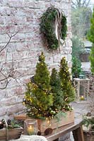 Wooden box with Picea glauca 'Conica' ( white spruce ) with lights