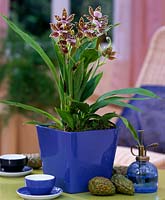 Zygopetalum mackaii - scented orchid from Brazil
