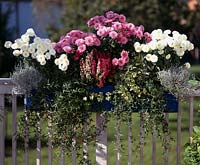 Balcony box with CHRYSANTHEMUM-indicum- HYBR. 'White Bouquet', 'Madeleine, Erica