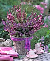 Salvia nemorosa - ornamental sage pink and blue, Alopecurus - meadow