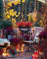 Autumn mood on the balcony, Erica gracilis, Dendranthema, Skimmia, Calluna vu
