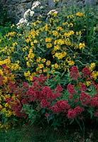 Centranthus ruber ( Valerian ) and Phlomis ( fire herb )