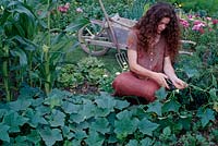 Woman shortens tendrils of cucumber ( Cucumis sativus ) to achieve to higher yields, sweet corn ( Zea mays ), lettuce ( Lactuca ), Wheelbarrow, grave fork