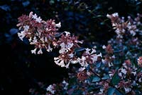 Abelia grandiflora ( Abelia × grandiflora ), good for viticulture climate