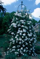 Rosa 'Pleine de Grace' shrub rose, once flourishing, intense aroma of rank Obelisk