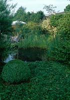 Seating the pond, Waldsteinia ternata ( Gold strawberry ) as a ground cover, Scirpus lacustris ( ledges ), Buxus ( Buchs ) Ball, Ranunculus flammula ( Water crowfoot, Burning Ranunculus )