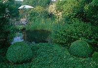Waldsteinia ternata ( Gold strawberry ) as a ground cover, Buxus ( Buchs ) balls, Scirpus lacustris ( rushes ) and Ranunculus flammula ( Crowfoot ) in the pond, rear terrace with umbrella
