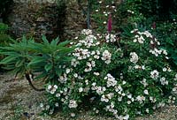 Rosa 'Pleine de Grace' shrub rose, once flourishing, intense fragrance, Wild Rose character, echium fastuosum ( snake head )