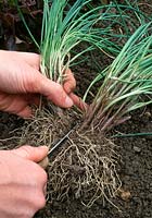 share chives and planting 2. Step - Larger pieces with the knife again share 02.05