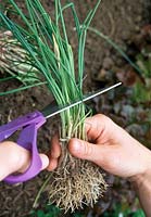 share chives and planting 3. Step - shortening the chives to about 3/4 of the total length 3/5