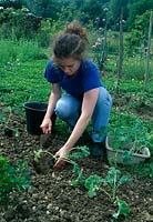 Brassica sabellica - green cabbage plants 1/3