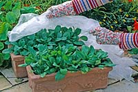 cover boxes with Bellis ( Tausendschön ) with fleece - protection from early frosts