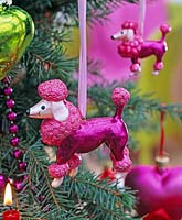 Pink Poodle as a Christmas tree decoration on Picea pungens 'Glauca'