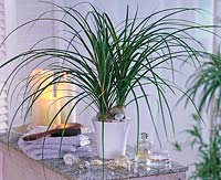 Plant in the bathroom - Beaucarnea recurvata ( Bottle Tree )