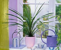 Cordyline indivisa 'Peko' ( Cabbage Palm ) on the window sill, tea sets