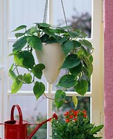 Philodendron scandens ( Climbing Philodendron ) in white lights