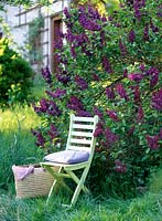Syringa 'Charles Joly' ( lilac ) with light green folding chair