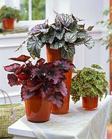 Begonia rex - hybrids ( leaf jewelry - begonias ) in red flower pots