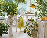 Citrus ( lemon, Calamondin ) in pots, citrus ( limes, tangerines,