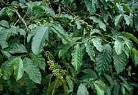 Coffea ( coffee ) plant with unripe fruits