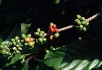 Wothe - Coffea ( coffee ) with different fruit ripening