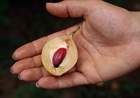 Wothe - Myristica fragrans ( nutmeg ) halved in hand