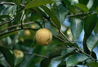 Wothe - Myristica fragrans ( nutmeg ) to plant