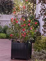 Camellia sasanqua 'Hiryu' ( camellia )