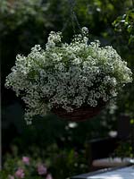 Hanging basket planted with Lobularia 'Snow Princess' syn. Alyssum 