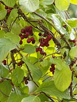Vital berry 'Wu Wei Zi' ( Schisandra chinensis )