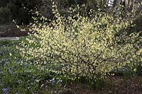 Corylopsis pauciflora ( Winter Hazel ) blooms in March and gives off a delicate Primelduft, Scilla ( blue star )