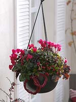 Hanging basket planted with Cyclamen and Gaultheria