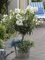Nerium oleander 'Soeur Agnes' ( White oleander ) under planted with Lobelia