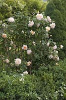 Rosa 'Jayne Austin' ( English Rose ), repeat flowering