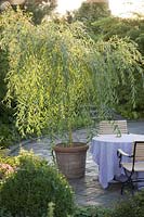 Salix alba 'Tristis' ( weeping willow, hanging willow ) in terracotta - pot