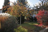 Autumn garden with Prunus serrulata 'Kiku-shidare Zakura' ( Japanese Zierkirsche ), Acer palmatum ( Maple ), Ilex ( Holly ), and miscanthus ( Miscanthus )