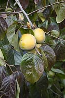 Diospyros kaki ( persimmon fruit ) on the bush