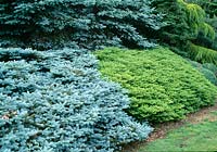Picea pungens 'Koster' ( Blue Spruce ), Abies koreana 'Green Carpet' ( Crawling Korea fir )