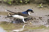 House Martin brings mud for nest building, Delichon urbica - Housemartin collecting clay for nest building, Delichon urbica, Europe