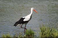 White Stork, Ciconia ciconia, forageing foraging, Greece - White Stork, Ciconia ciconia, Greece
