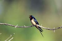 Barn Swallow singing in spring, Hirundo rustica, Europe - Swallow singing in spring, Hirundo rustica, Europe