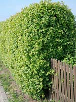 Acer campestre ( maple ) as a trimmed hedge, fence
