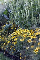 Rudbeckia 'Prairie Sun' ( One-year coneflower ), Agastache ( Agastache Foeniculum ), chard ( Beta vulgaris ), Tagetes ( marigold ), Sanvitalia ( Hussars knobs )