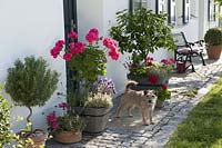 House entrance with Pelargonium Caliente 'Rose' 'Deep Red' ( geraniums ), Citrus