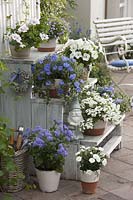 Wooden staircase with blue and white plants - Convolvulus sabatius