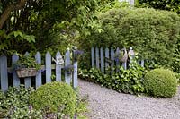 Entrance to the garden - Buxus ( Buchs - balls ), Hedera ( Ivy ), Lamium ( dead nettle ), Spiraea ( Spiraea ), wooden fence decorated with summer flowers in baskets and cups, plates