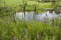 Natural pond with Typha ( bulrush ), Pontederia ( Hecht herb ), Hippuris